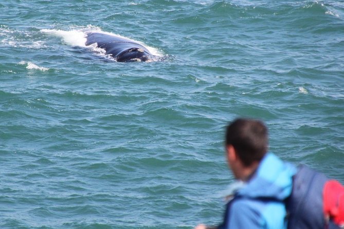Whale Watching Walking Tours (Land-Based) - from JUNE 2025 - How Long This Takes and How to Plan Your Day
