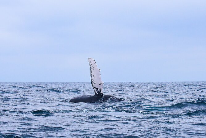 Whale Watching Warranty in San José del Cabo Snacks and drinks - Key highlights at a glance