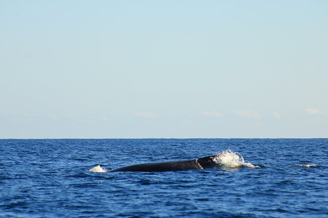 Whale Watching Warranty in San José del Cabo Snacks and drinks - Finding the Office Next to La Marina Inn