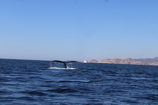 Whale Watching Warranty in San José del Cabo Snacks and drinks - The Wildlife You Might See: Humpbacks, Dolphins, Sea Lions