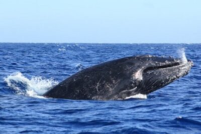 Whale Watching Warranty in San José del Cabo Snacks and drinks - 8:00 or 10:00 AM Departures on a Small 33-Foot Boat