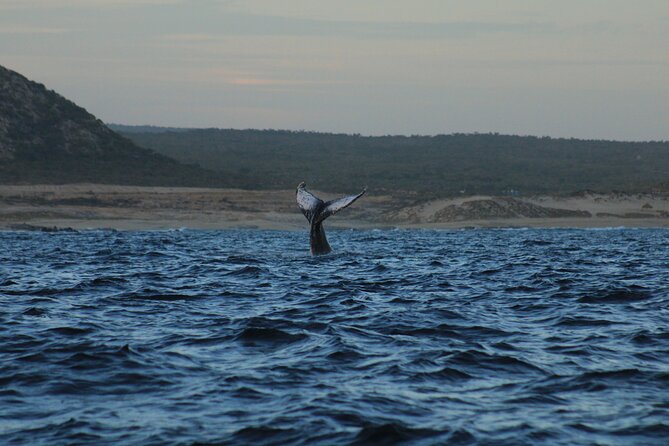 Whale Watching Warranty in San José del Cabo Snacks and drinks - Snacks, Drinks, and How to Keep It Comfortable