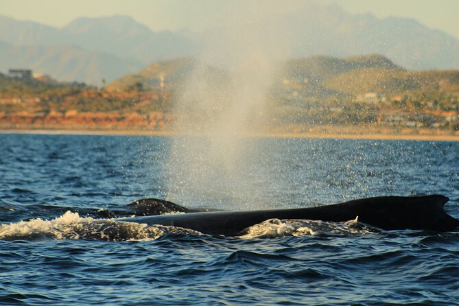 Whale Watching Warranty in San José del Cabo Snacks and drinks - Price and Value: What You’re Really Paying For