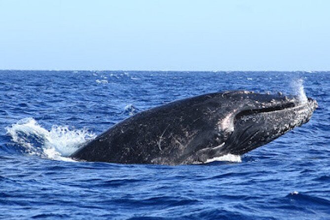Whale Watching Warranty in San José del Cabo Snacks and drinks - 8:00 or 10:00 AM Departures on a Small 33-Foot Boat
