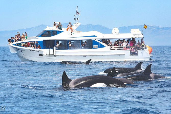 Whale watching - How the hydrophone search works off the west coast
