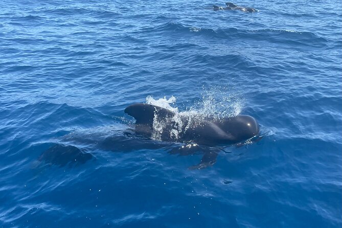 Whales and Dolphins excursion on a Luxury Yacht in Canary Islands - How likely are you to see whales and dolphins?