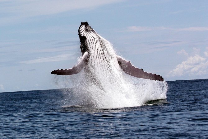 Whales and Dolphins watching Tour From Uvita - Marino Ballena National Park Is the Real Reason to Book This Uvita Tour