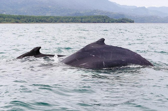 Whales and Dolphins watching Tour From Uvita - Beach Time and Marine Park Extras: Fruit, Swims, and Simple Fun