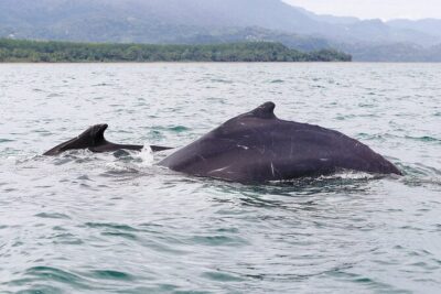 Whales and Dolphins watching Tour From Uvita - Snorkeling, Swimming, and Cave Stops: When the Plan Changes