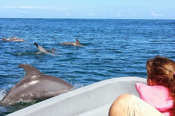 Whales and Dolphins watching Tour From Uvita - Price and Value: What $89 Gets You in the Real World