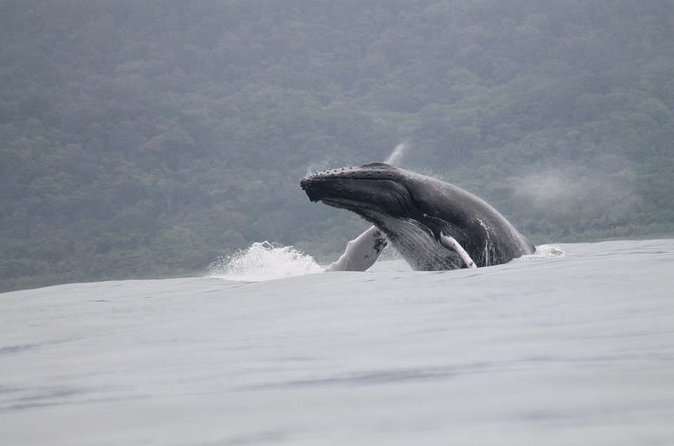 Whales and Dolphins watching Tour From Uvita - Best Season to Chase Whales from Uvita (and Who This Fits)