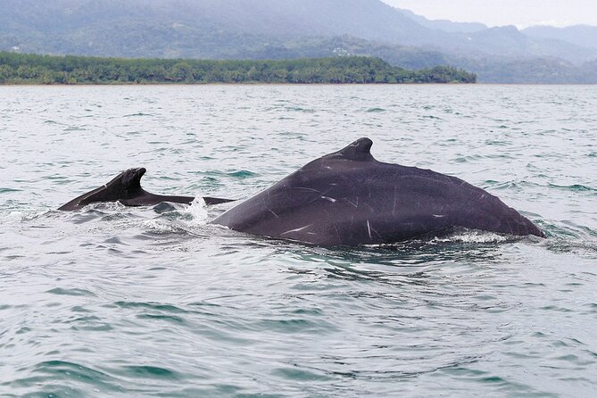 Whales and Dolphins watching Tour From Uvita - Snorkeling, Swimming, and Cave Stops: When the Plan Changes