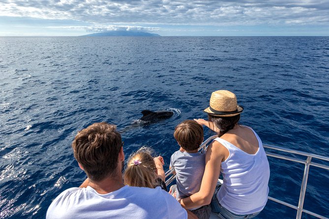 Whales & Dolphins watching in exclusive sailboat - Key things I’d plan for on this Tenerife sail