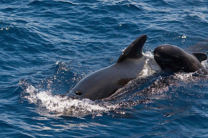 Whales & Dolphins watching in exclusive sailboat - Price and what’s actually in the $71.35 ticket