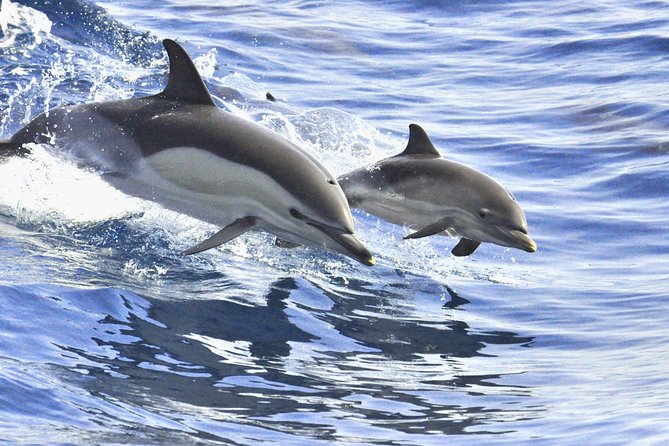 Whales & Dolphins watching in exclusive sailboat - White Tenerife waters: the swim and snorkel break