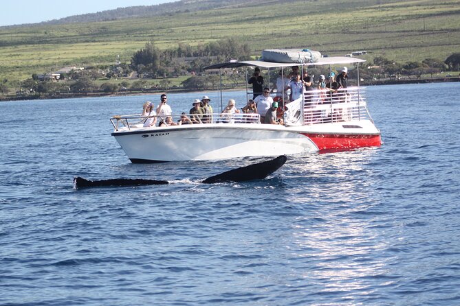 WHALES GUARANTEED Maui Whale Watching Makai Adventures - The Boat Comfort That Helps You Actually Enjoy Whale Watching
