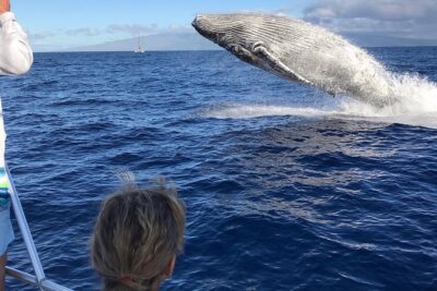 WHALES GUARANTEED Maui Whale Watching Makai Adventures - How the Crew Finds Humpbacks (And What You’ll Learn While You Look)