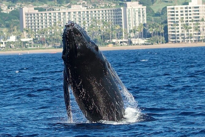 WHALES GUARANTEED Maui Whale Watching Makai Adventures - Price and Value: What $97.41 Buys You on Maui