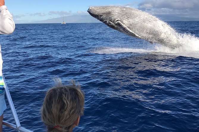 WHALES GUARANTEED Maui Whale Watching Makai Adventures - How the Crew Finds Humpbacks (And What You’ll Learn While You Look)
