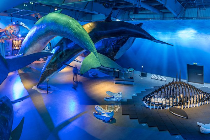 Whales Of Iceland Admission Ticket - Why Whales of Iceland Fits Reykjavik So Well