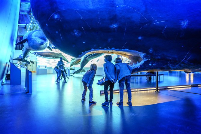 Whales Of Iceland Admission Ticket - Ticket Value: What $34.84 Actually Buys You
