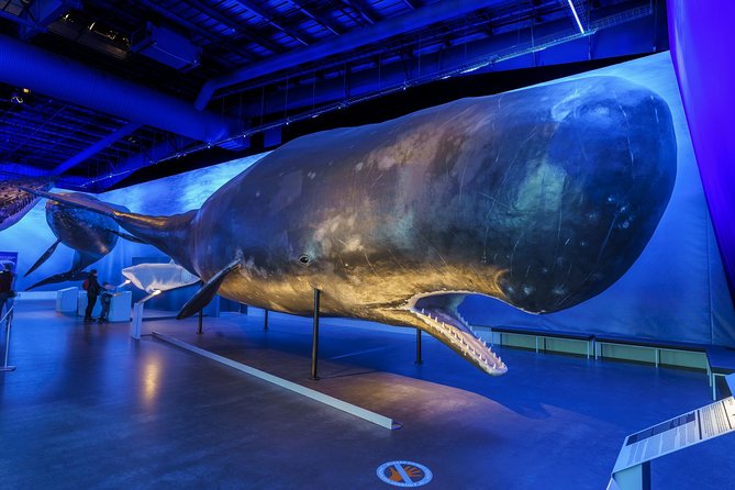 Whales Of Iceland Admission Ticket - Stop 1: Life-Size Whale Models and Underwater Sound in the Museum