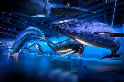 Whales Of Iceland Admission Ticket - The Whales of Iceland Experience: What You’ll Do (And Why It Works)