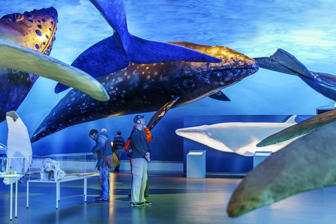 Whales Of Iceland Admission Ticket - Fin Whale Theatre: The Documentaries You’ll Be Glad Are Included