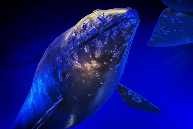 Whales Of Iceland Admission Ticket - How Long It Takes and How to Time Your Visit