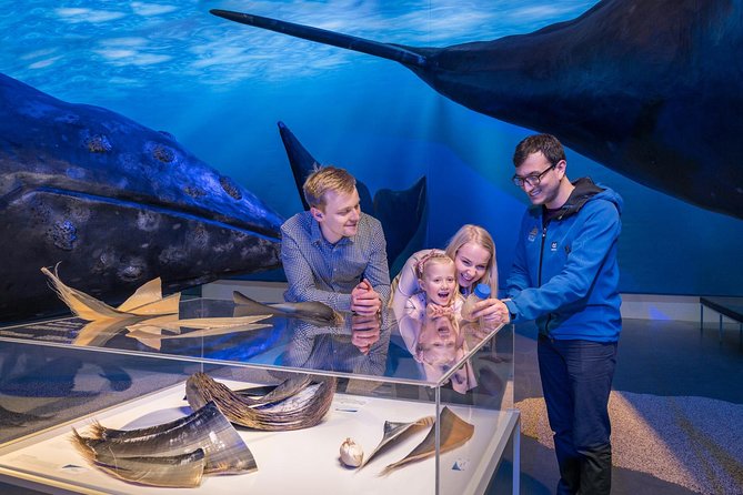 Whales of Iceland from Land and Sea - Whale watching in Reykjavik that’s equal parts science and sea views