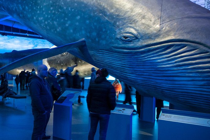 Whales of Iceland from Land and Sea - The comfort kit that makes cold-weather sailing realistic