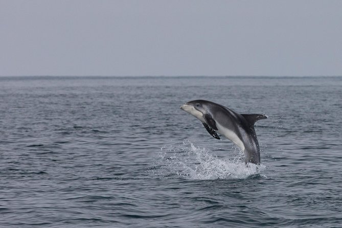 Whales of Iceland from Land and Sea - What you’re likely to see in Faxaflói Bay (and what you should scan for)