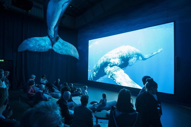 Whales of Iceland from Land and Sea - The Whales of Iceland exhibition: a museum that changes how you see the ocean