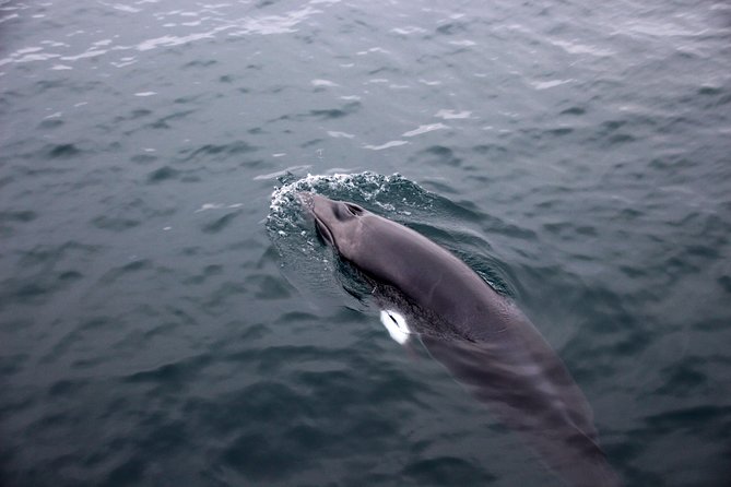 Whales of Iceland from Land and Sea - Timing it right: choosing before or after your sail