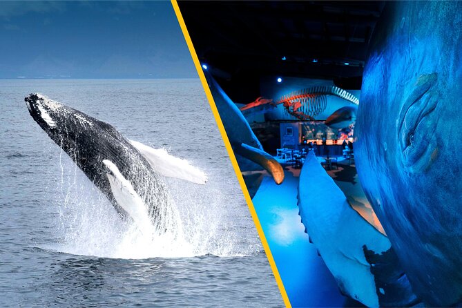 Whales of Iceland from Land and Sea - From Geirsgata to Old Harbor: how the 3 to 4 hours actually flow