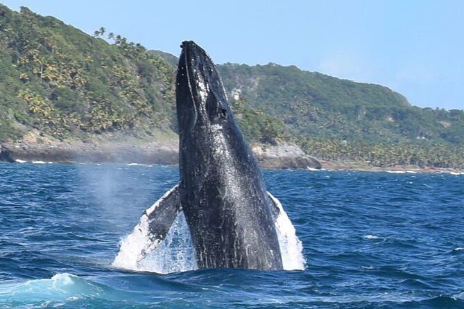 Whales Watching Half Day Experience - Key Things I’d Focus On Before Booking