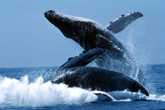 Whales Watching Half Day Experience - The Boat Ride Across Miches and Samaná: What You’re Actually Paying For