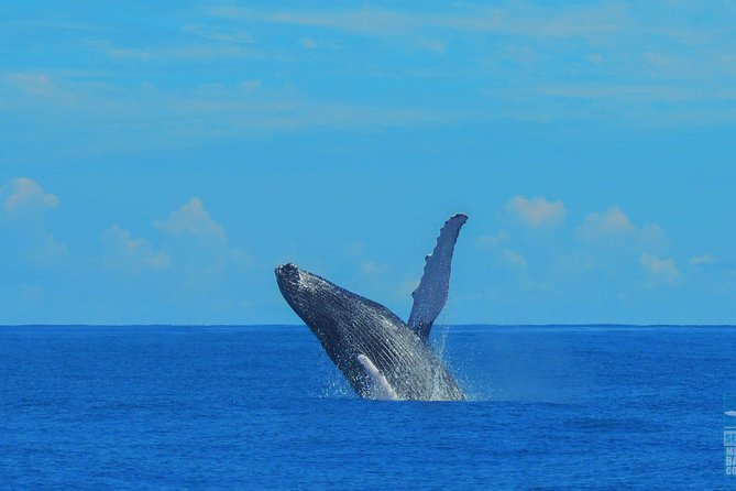 Whales Watching Half Day Experience - La Cascada Limon in the Afternoon: Fresh Air After the Main Event