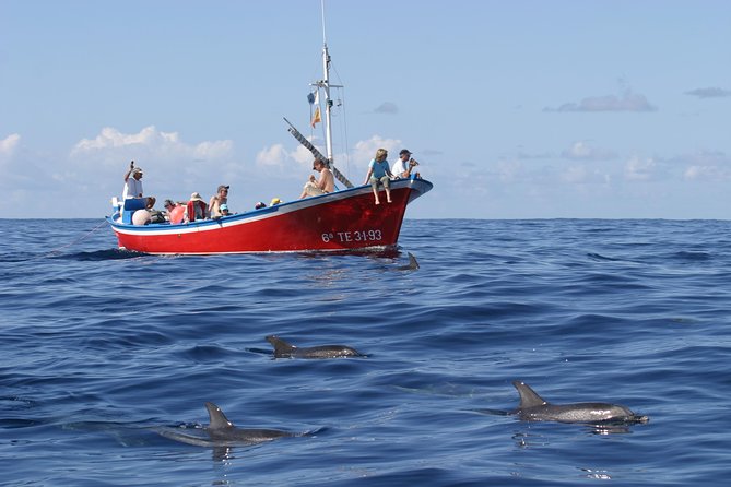 Whalewatching La Gomera - Key Things That Make This Tour Worth Your Time