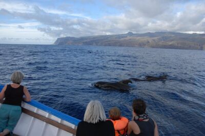 Whalewatching La Gomera - Why Whale Watching Off La Gomera Feels Different