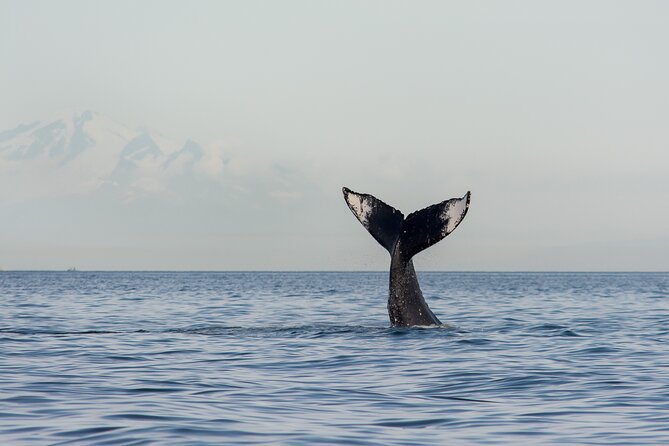 Wild Whale Watching Experience - Open Air Vessel - Granville Island to the Strait of Georgia: the hunt starts fast