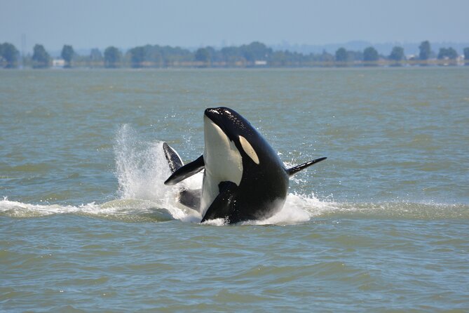 Wild Whale Watching Experience - Open Air Vessel - What you might see: orcas, humpbacks, minkes, greys, plus the side cast