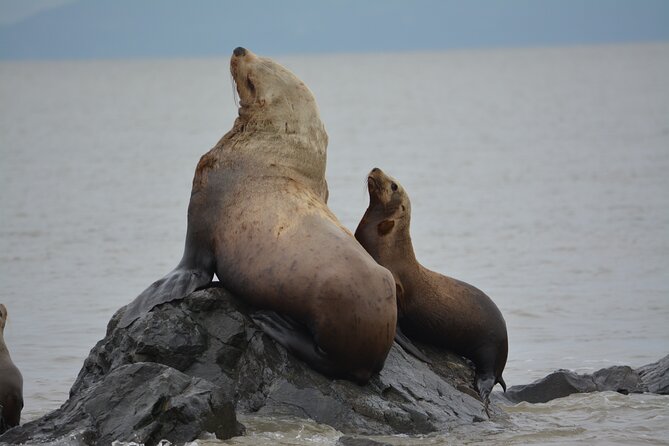 Wild Whale Watching Experience - Open Air Vessel - Cold, wet, and fast: the anti-exposure suit plan