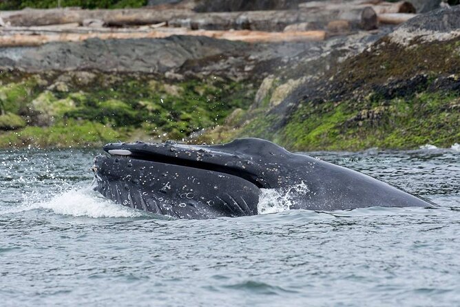Wild Whale Watching Experience - Open Air Vessel - Timing and flow: what a “5-hour whale search” feels like