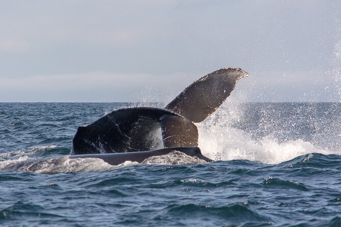 Wild Whale Watching Experience - Open Air Vessel - Bring snacks, water, and layers that work with the suit