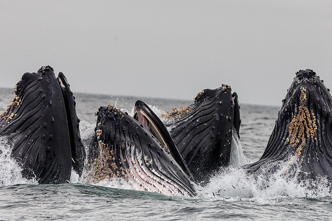 Wildlife Viewing, Sightseeing and Whale Watching Quest - Getting to the Boat: Meeting at the Visitors Bureau