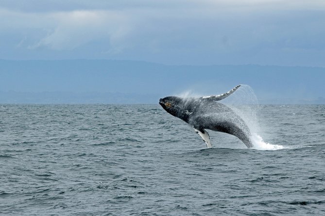 Wildlife Viewing, Sightseeing and Whale Watching Quest - Revillagigedo Island and Tongass Narrows: Where the Whales (May) Show Up