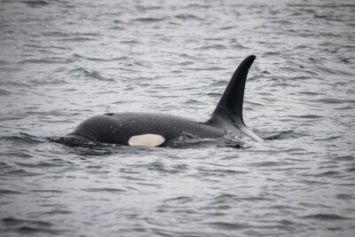 Wildlife Viewing, Sightseeing and Whale Watching Quest - Thomas Basin to Open Water: Starting in a Working Harbor