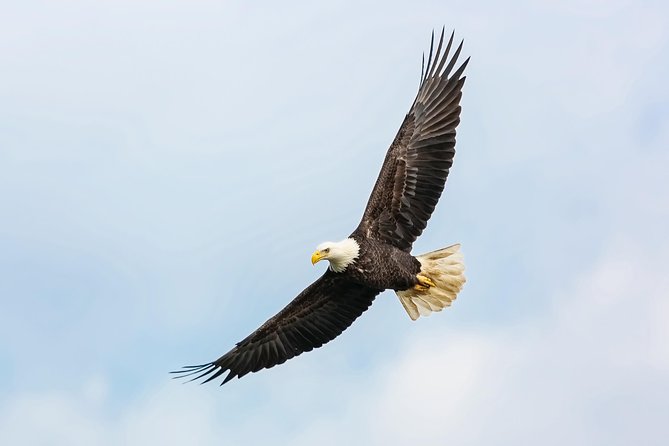 Wildlife Viewing, Sightseeing and Whale Watching Quest - Price and Value: Is $178 Worth It?