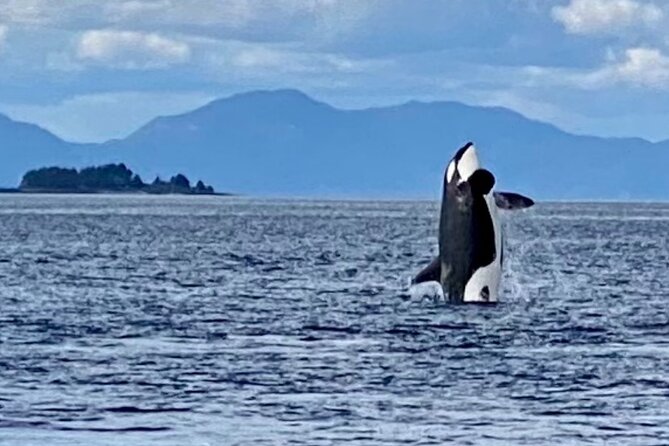 Wildlife Viewing, Sightseeing and Whale Watching Quest - Who This Tour Fits Best